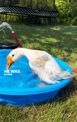 Life Goose On For Bendy Neck Benny Life Goose On For Bendy Neck Benny