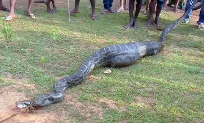 PYTHON EATS GOAT