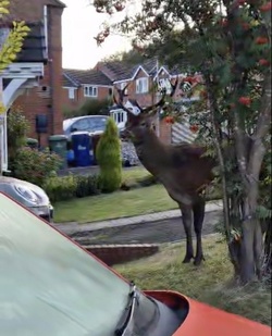 Mum taking bins out shocked to find huge red DEER on front lawn