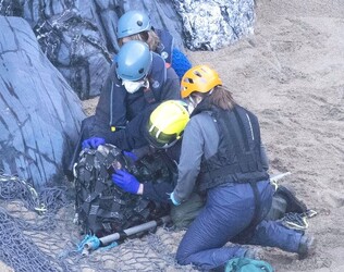 Seal with rope wrapped so tightly around her neck skin had grown over it is finally set free Seal with rope wrapped so tightly around her neck skin had grown over it is finally set free