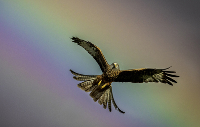 SOME BIRD OVER THE RAINBOW BIRD FLIES AMONGST BEAUTIFUL BRIGHT SKY