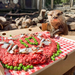 Otter gets surprise birthday cake at zoo