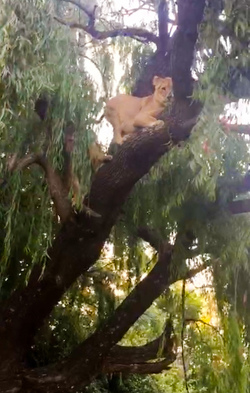 LION CUBS MONKEY AROUND