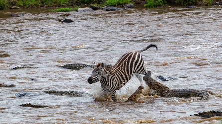 When this crocodile went in for a bite of a zebra it wasn t expecting to be bitten back.
