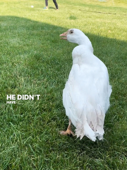 Life Goose On For Bendy Neck Benny Life Goose On For Bendy Neck Benny