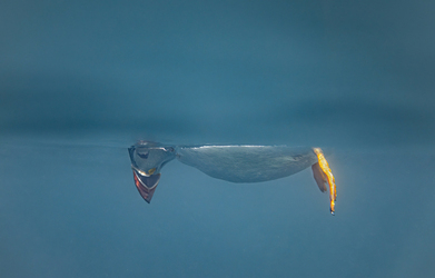 Spot the Fake Puffin Buddy