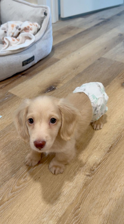 Diaper Wearing Dog
