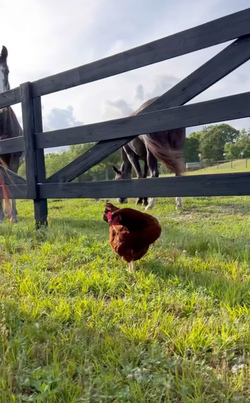 Chicken best friends with horse dog cat and even a racoon