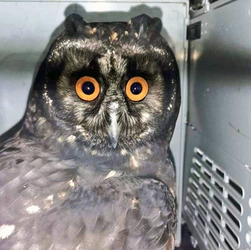 Owl Rescued After Crashing Into City Centre Balcony