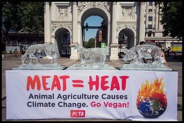 PETA Ice Sculptures