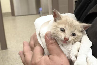 INCREDIBLE MOMENT THREE ADORABLE KITTENS ARE RESCUED FROM COLD DARK DRAINPIPE INCREDIBLE MOMENT THREE ADORABLE KITTENS ARE RESCUED FROM COLD DARK DRAINPIPE