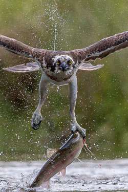 NO MESSING A TROUT DRAMATIC MOMENT WILD OSPREY CATCHES GIANT RAINBOW TROUT ALMOST THE SAME SIZE AS HIM FOR BREAKFAST