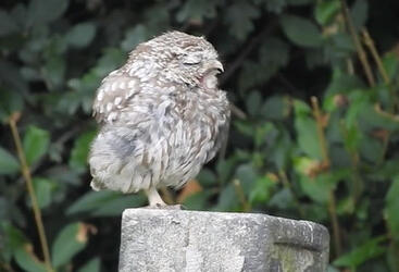 TINY YAWNING OWL