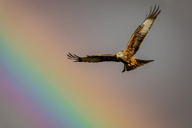 SOME BIRD OVER THE RAINBOW BIRD FLIES AMONGST BEAUTIFUL BRIGHT SKY