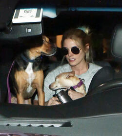 Ashley Greene and fiance take their dog on a plane