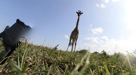 GIRAFFES CHECK OUT 360 VIDEO CAMERA