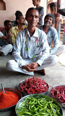 INCREDIBLE APPETITE INDIAN MAN EATS 2.9KG OF CHILLIES EVERY DAY INCREDIBLE APPETITE INDIAN MAN EATS 2.9KG OF CHILLIES EVERY DAY
