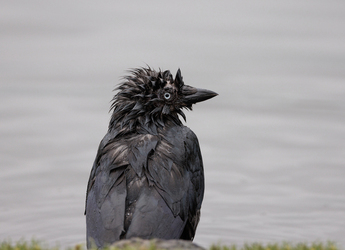 FUNNY images show a fluffy jackdaw drying itself off after enjoying a bath at a London park.