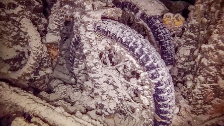 NO CAR GO SUNKEN WWII CARGO SHIP STILL HOME TO INTACT VEHICLES