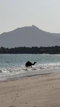 VIDEO Adorable camel rolls around in waves during much needed cool down VIDEO Adorable camel rolls around in waves during much needed cool down