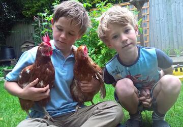 HEN LOVING BOY