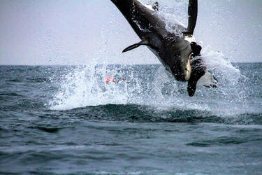 GREAT WHITE SHARK BREACH