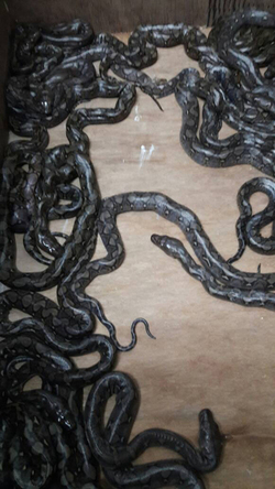 PYTHONS GIVE BIRTH 56 SNAKELINGS