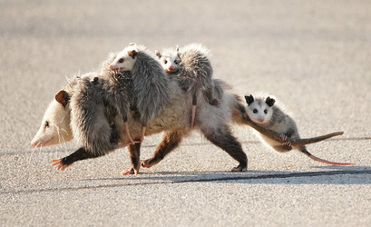 OPOSSUM BLY THE CUTEST ADORABLE FAMILY OF OPOSSUMS SPOTTED AS BABIES CLING ON TO MUM ON THE MOVE
