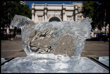 PETA Ice Sculptures