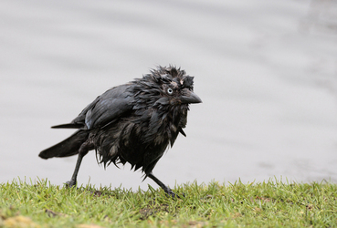 FUNNY images show a fluffy jackdaw drying itself off after enjoying a bath at a London park.