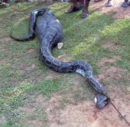 PYTHON EATS GOAT