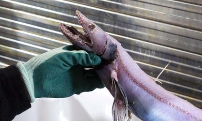 HORROR DEEP SEA LIZARD