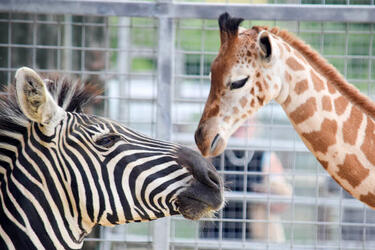 GIRAFFE AND ZEBRA FRIENDS