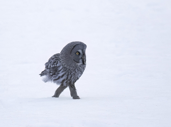 Owl be damned Diva bird wearing skinny jeans and boots captured WALKING on snow Owl be damned Diva bird wearing skinny jeans and boots captured WALKING on snow