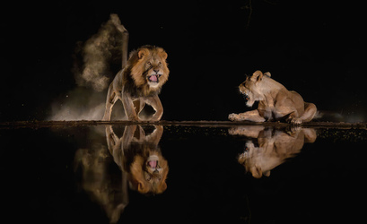 LIONS HAVE A ROARING AFFAIR AT THE WATERING HOLE LIONS HAVE A ROARING AFFAIR AT THE WATERING HOLE