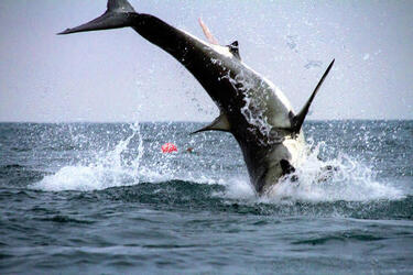 GREAT WHITE SHARK BREACH