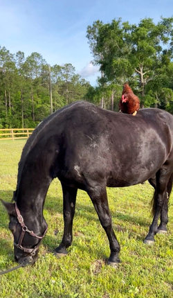 Chicken best friends with horse dog cat and even a racoon