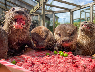 Otter gets surprise birthday cake at zoo