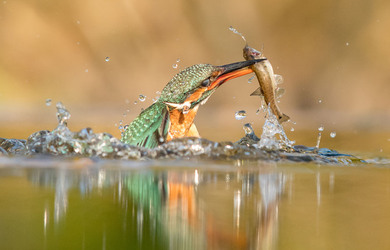 MPM_FLAWLESS_KINGFISHER_DIVE_06