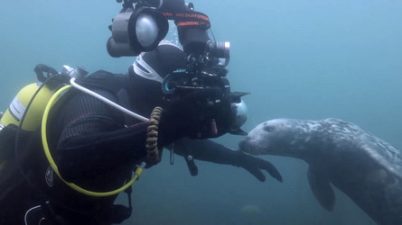 SEAL LARIOUS CAPTURE Grey Seal Caught Yawning Up A Storm SEAL LARIOUS CAPTURE Grey Seal Caught Yawning Up A Storm