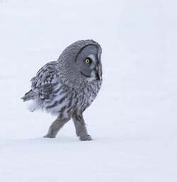 Owl be damned Diva bird wearing skinny jeans and boots captured WALKING on snow Owl be damned Diva bird wearing skinny jeans and boots captured WALKING on snow