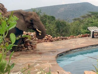 CHEEKY ELEPHANT CAUGHT DRINKING FROM SWIMMING POOL CHEEKY ELEPHANT CAUGHT DRINKING FROM SWIMMING POOL
