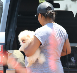 Nori West takes her puppy Sushi to the park to see horses Nori West takes her puppy Sushi to the park to see horses