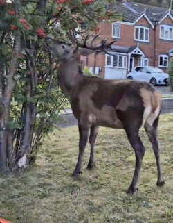 Mum taking bins out shocked to find huge red DEER on front lawn