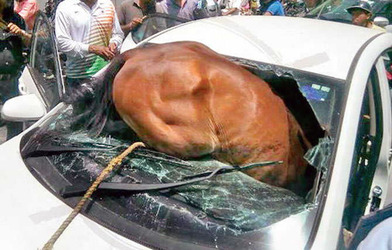 HORSE CRASHES INTO MOVING CAR IN INDIA