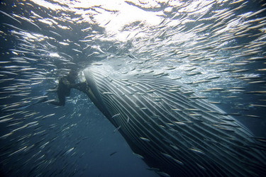 Whale Almost Swallows Diver Whale Almost Swallows Diver