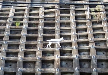 Escaped Goat Makes Home On Concrete Railway Bank