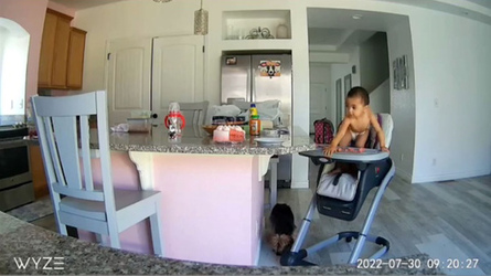 Inquisitive toddler nearly falls from highchair before super mum catches her Inquisitive toddler nearly falls from highchair before super mum catches her