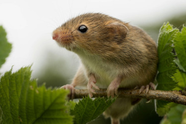 Hide and squeak