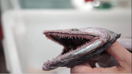 BOFFINS DISCOVER NIGHTMARISH LIZARD FISH HYBRID WITH HUNDREDS OF TEETH DURING DEEP SEA EXPEDITION